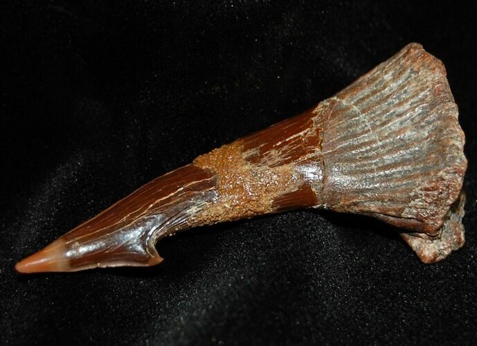 Bargain Onchopristis (Giant Sawfish) Rostral Barb/Tooth #291